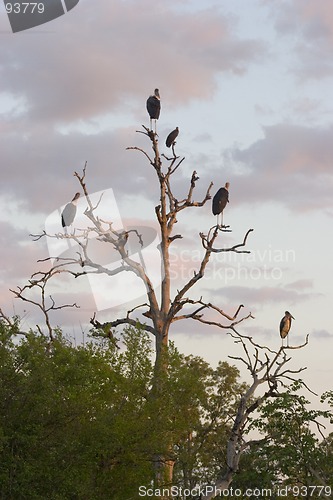 Image of Marabou stork