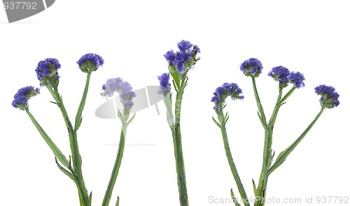 Image of Statice flowers