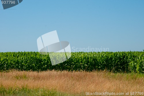 Image of Corn field