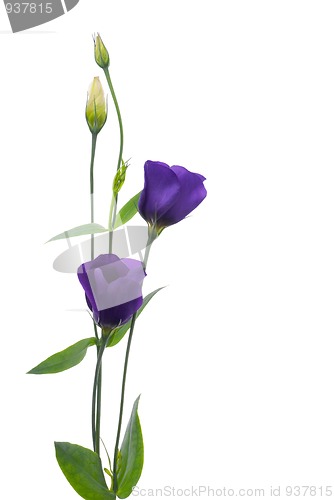 Image of Beautiful violet flower