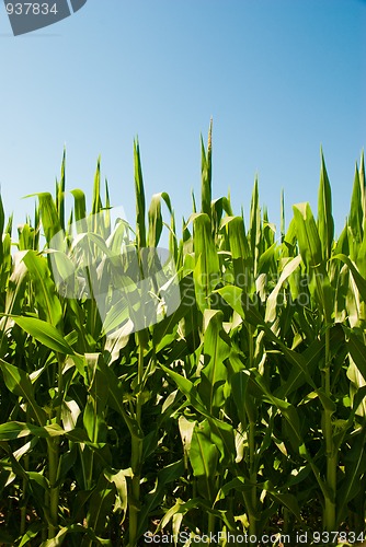 Image of Corn field