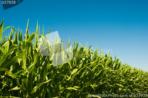 Image of Corn field