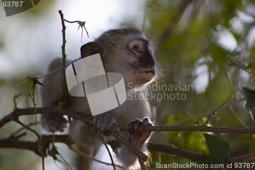 Image of Vervet monkey