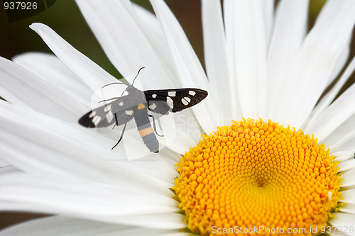 Image of Black moth.