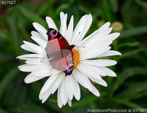 Image of Palin eyes butterfly.