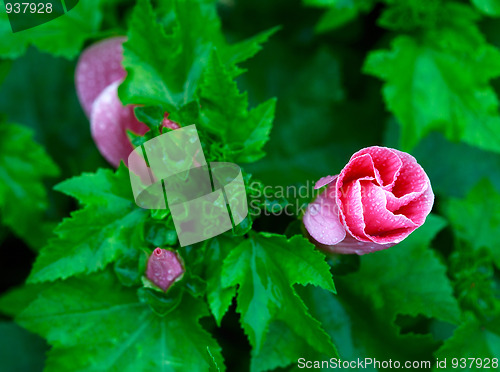 Image of Mallow flower.