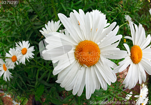 Image of Chamomile.