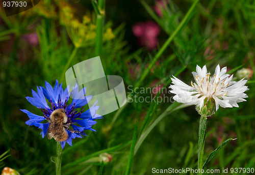 Image of Cornflowers.