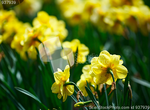 Image of Lent lily