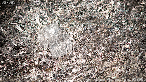 Image of Ash
