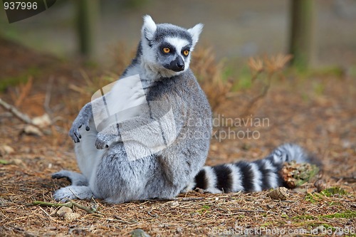 Image of Lemur