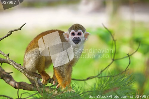 Image of Common squirrel monkey