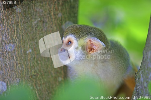 Image of Common squirrel monkey