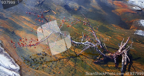Image of Floating branch