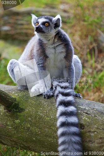 Image of Lemur