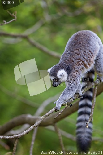 Image of Lemur