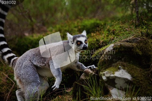 Image of Lemur