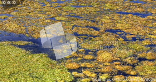 Image of Algaes