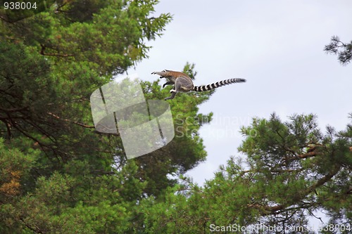 Image of Lemur