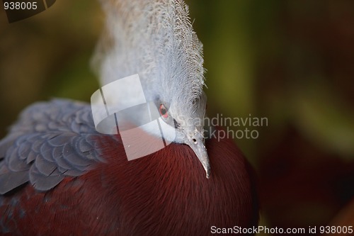 Image of Southern Crowned Pigeon
