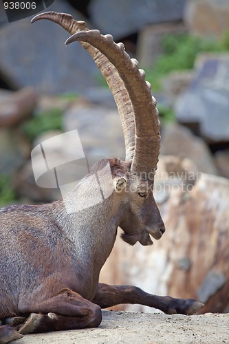 Image of Alpine Ibex