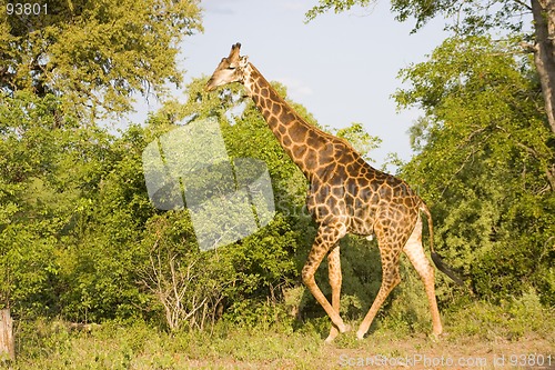 Image of Giraffe