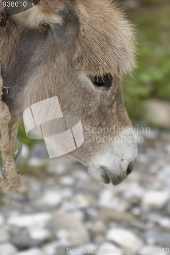 Image of Serbian donkey