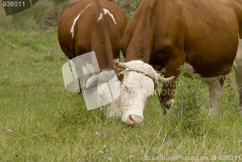 Image of Cows