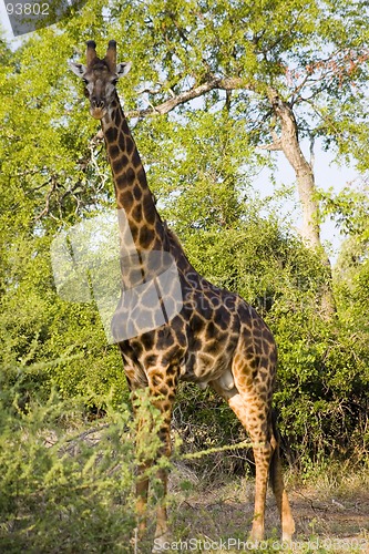 Image of Giraffe