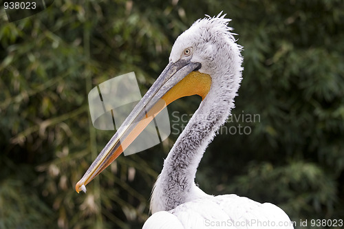 Image of Pelican