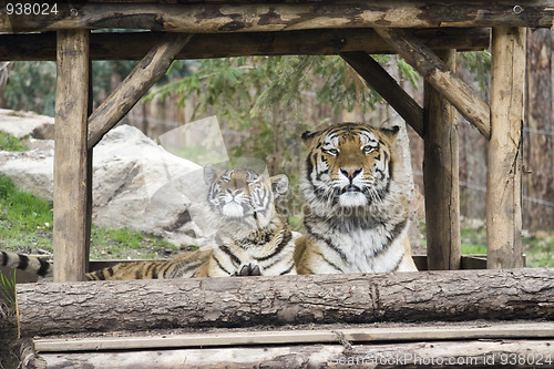 Image of Tiger