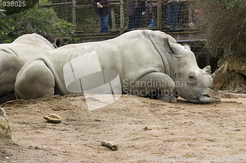 Image of rhinoceros