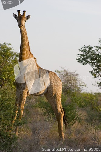 Image of Giraffe