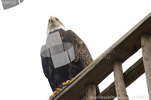 Image of majestic eagle