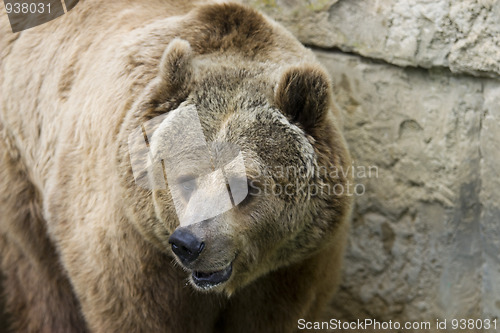 Image of Grizzly bear