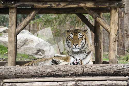 Image of Tigers