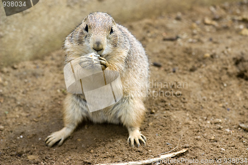 Image of cute prarie dog