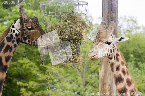 Image of giraffe