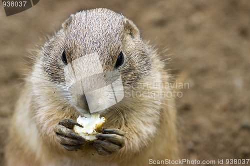 Image of cute prarie dog