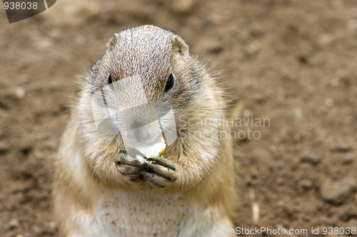 Image of cute prarie dog