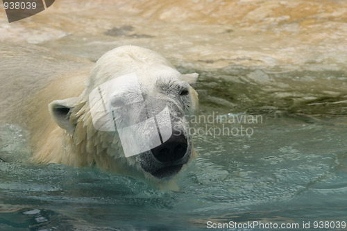 Image of Polar bear