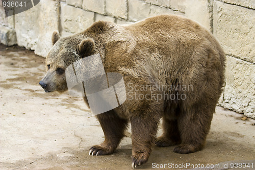 Image of Grizzly bear