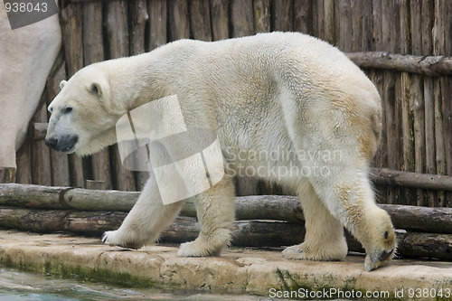 Image of Polar bear