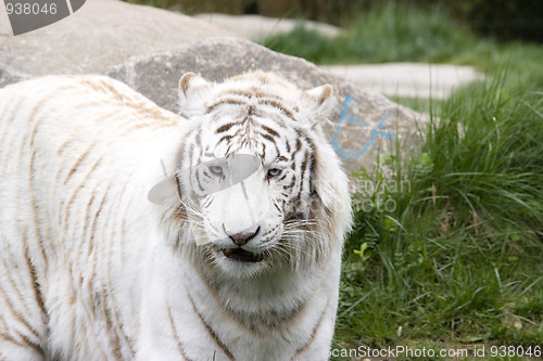 Image of White tiger
