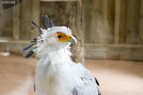 Image of tropical bird