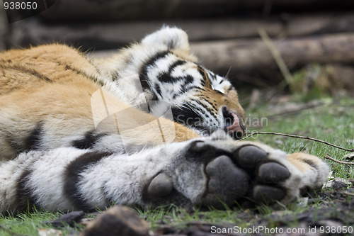 Image of Tiger