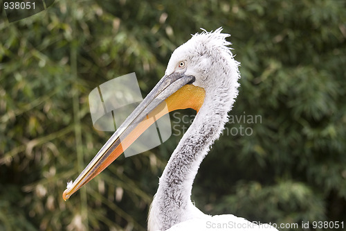 Image of Pelican