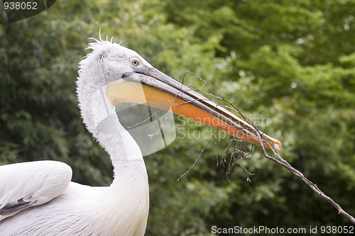 Image of Pelican