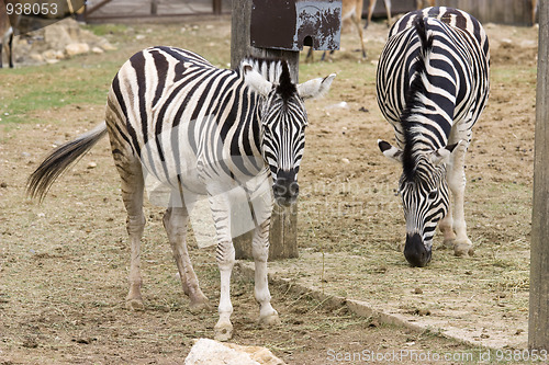 Image of Zebra