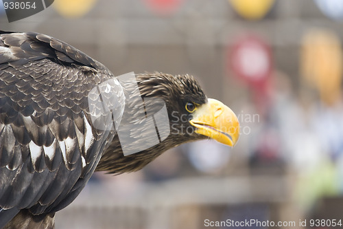 Image of majestic eagle